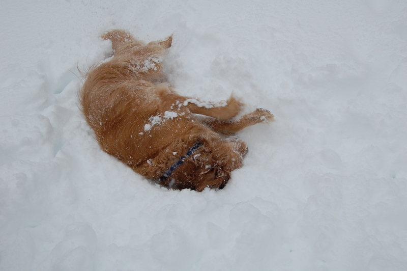 golden retriever, snow, weather