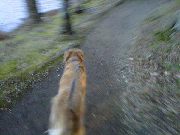 Duke, Peaks of Otter, Bedford