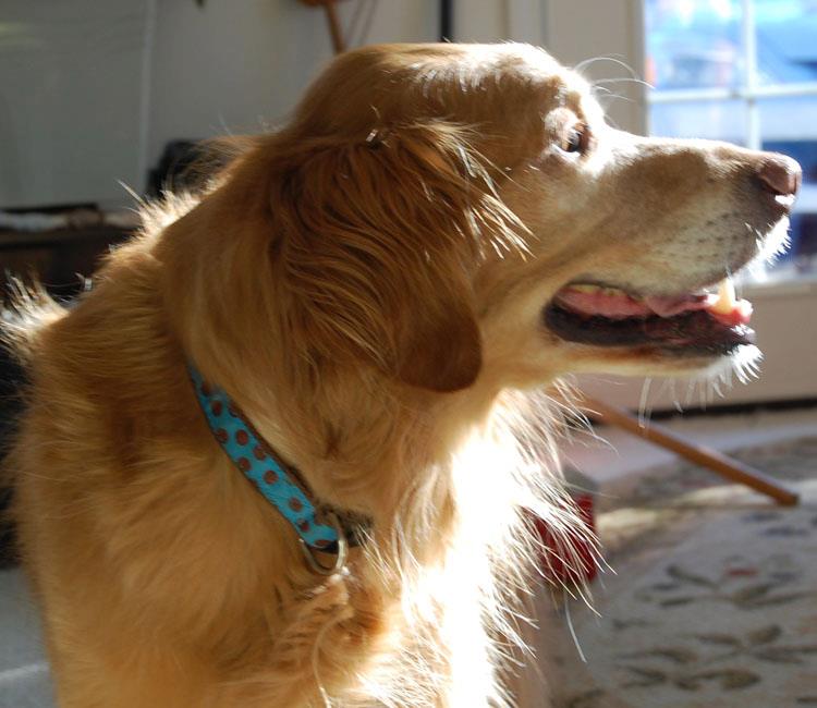 golden retriever, Duke