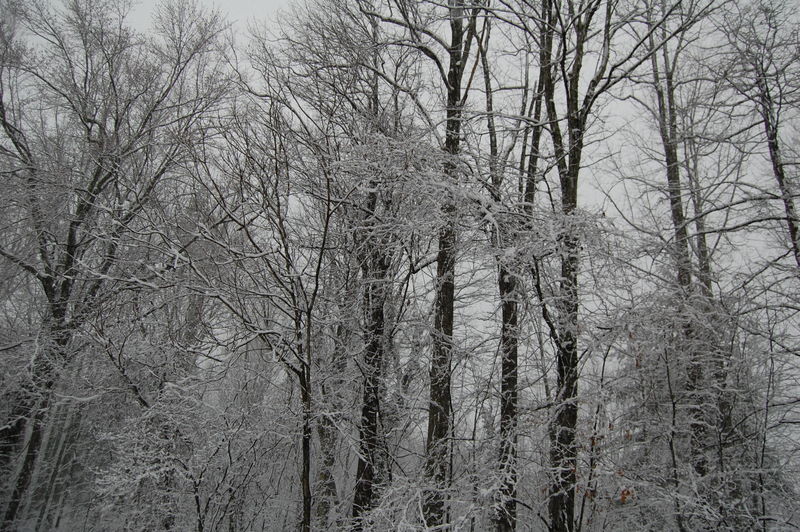 Presidents Day Virginia snow