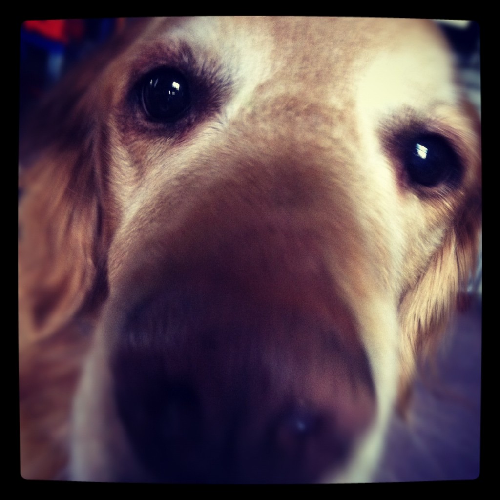 Instagram, iPhone, Duke