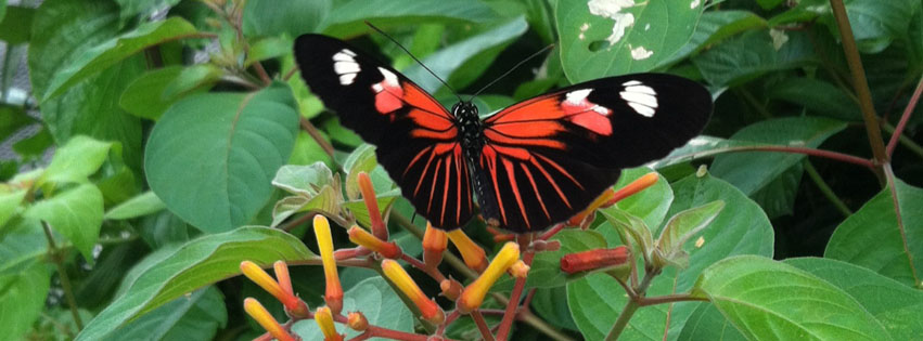 Butterflies Live at Lewis Ginter