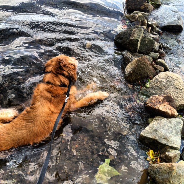 Duke, James River, Richmond, 2012