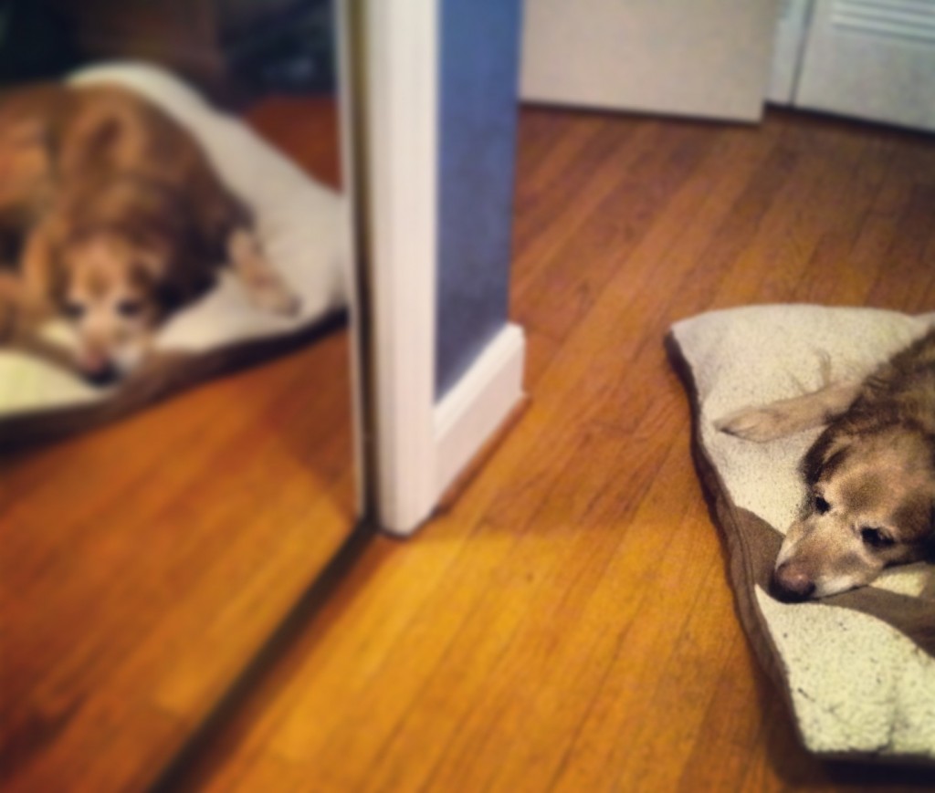 Duke, golden retriever, running
