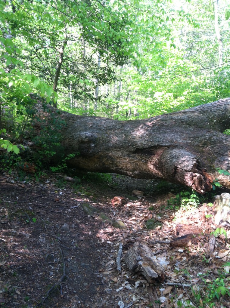 Tree at Rockwood Park