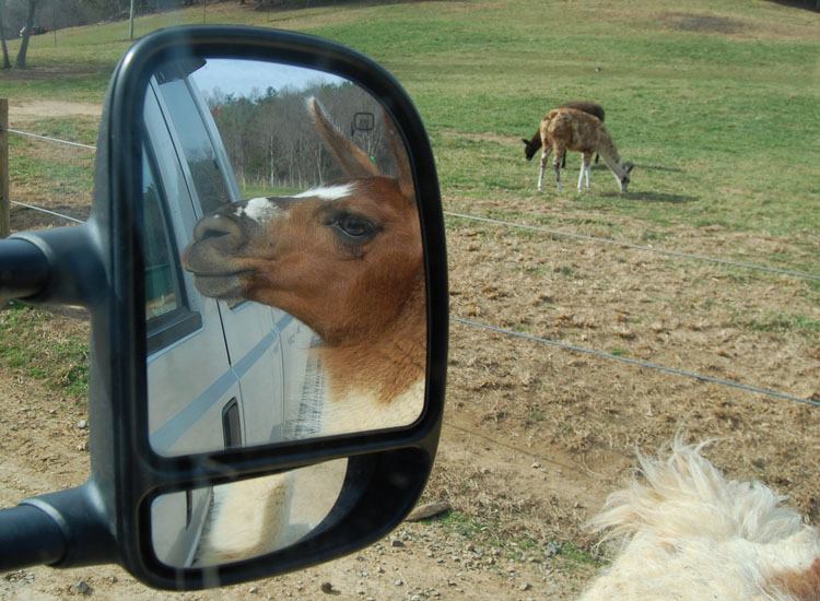 Virginia Safari Park 2