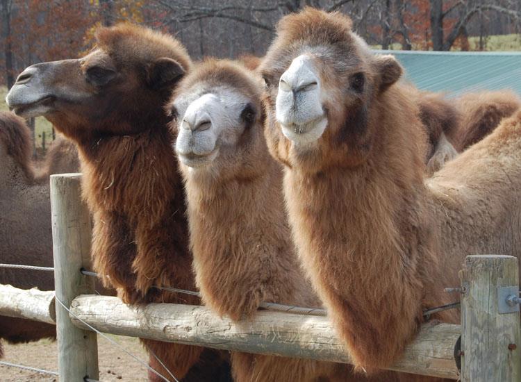 Virginia Safari Park