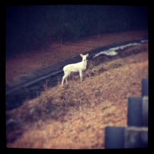 Saw this near my house on a run early in the month.